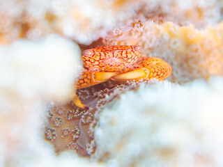 テーブルサンゴに住む美しいアミメサンゴガニ（サンゴガニ科）他。
英名、学名：Honeycomb Coral Crab, Trapezia septata
静岡県伊豆半島賀茂郡南伊豆町中木ヒリゾ浜-2024年

