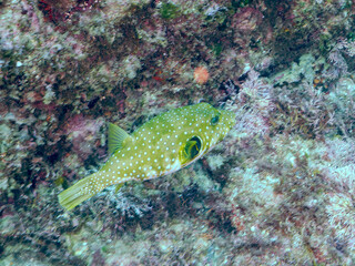 大きく美しいサザナミフグ（フグ目）。
英名、学名：White-spotted puffer...
