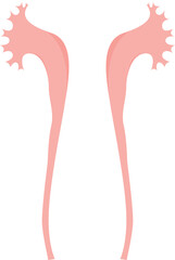 Ureter