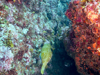 大きく美しいサザナミフグ（フグ目）。
英名、学名：White-spotted puffer...