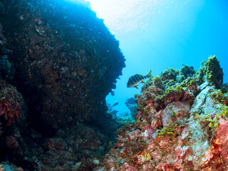 美しいタカノハダイ（タカノハダイ科）他群れ。
英名、学名：Flag Fish (Cheilodactylus zonatus)
静岡県伊豆半島南伊豆町中木ヒリゾ浜-2024年

