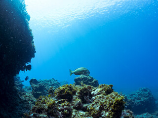 美しく大きなヘダイ（タイ科）他の群れ。
英名、学名：Goldlined seabream (Rhabdosargus sarba) 
静岡県伊豆半島賀茂郡南伊豆町中木ヒリゾ浜-2024年
