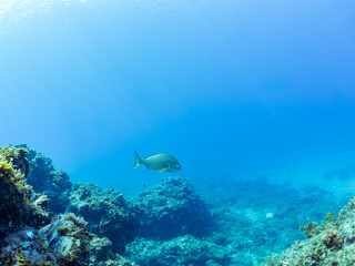 美しく大きなヘダイ（タイ科）他の群れ。
英名、学名：Goldlined seabream (Rhabdosargus sarba) 
静岡県伊豆半島賀茂郡南伊豆町中木ヒリゾ浜-2024年
