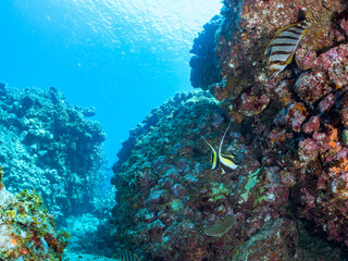 美しいツノダシ（ツノダシ科）他。
英名、学名：Moorish Idol (Zanclus cornutus)
美しいタカノハダイ（タカノハダイ科）他。
英名、学名：Flag Fish (Cheilodactylus zonatus)
静岡県伊豆半島賀茂郡南伊豆町中木ヒリゾ浜-2024年
