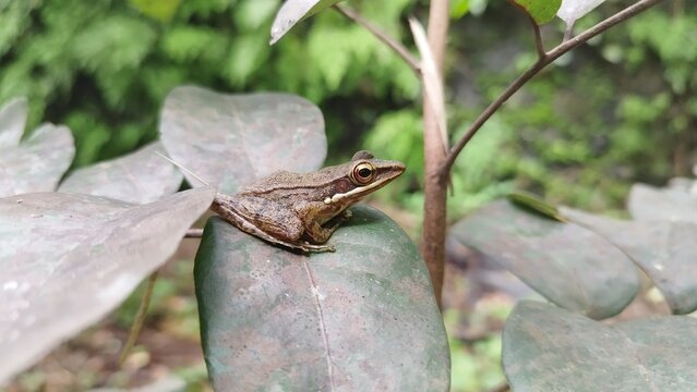 Frog in a leafs