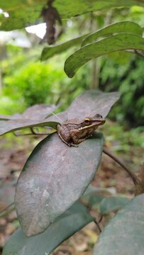 Frog in a leafs