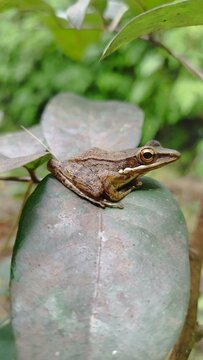 Frog in a leafs