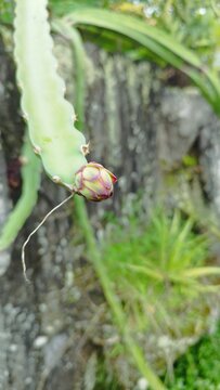 dragonfruit buds