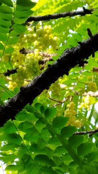 Ceremai in the branches