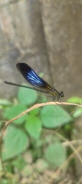 dragonfly on a branch