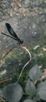 dragonfly on a branch