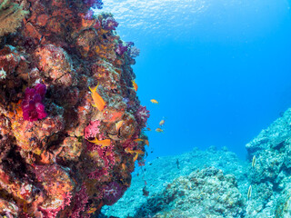 ウミトサカ（ソフトコーラル）他が生えるドロップオフのキンギョハナダイ（ハナダイ亜科）、キホシスズメダイ（スズメダイ科）他群れ
英名、学名：
Sea Goldie (Pseudanthias squamipinnis)
Northern yellow-spotted chromis, Chromis yamakawai, 
Alcyonacea
静岡県伊豆半島賀茂郡南伊豆町中木ヒリゾ浜-2024年
