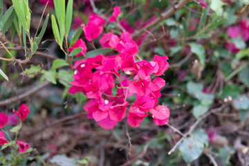 Pink flowers in the garden