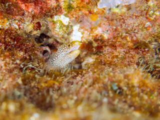 美しいワカウツボ（ウツボ科）の幼魚。
英名、学名：Abbott's moray eel (Gymnothorax meleagris)
静岡県伊豆半島賀茂郡南伊豆町中木ヒリゾ浜-2024年
