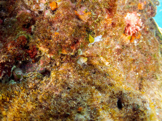 美しいワカウツボ（ウツボ科）の幼魚。
英名、学名：Abbott's moray eel (Gymnothorax meleagris)
静岡県伊豆半島賀茂郡南伊豆町中木ヒリゾ浜-2024年
