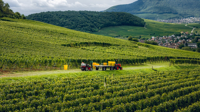 Tractor in the vineyard where the grapes are harvested in the wine region of Alsace, France