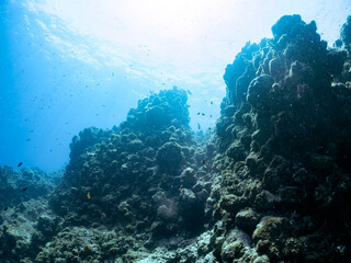 ウミトサカ（ソフトコーラル）他が生えるドロップオフのキンギョハナダイ（ハナダイ亜科）、キホシスズメダイ（スズメダイ科）他群れ
英名、学名：
Sea Goldie (Pseudanthias squamipinnis)
Northern yellow-spotted chromis, Chromis yamakawai, 
Alcyonacea
静岡県伊豆半島賀茂郡南伊豆町中木ヒリゾ浜-2024年
