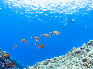 逆光の美しいホウライヒメジ（ヒメジ科）の他群れと水面を泳ぐスキンダイバー。 英名、学名：Whitesaddle goatfish (Parupeneus ciliatus) 美しいキビナゴ（ニシン科）他の大群。 英名、学名：Silver-Stripe Round Herrings (Spratelloides gracilis) 静岡県伊豆半島賀茂郡南伊豆町中木ヒリゾ浜-2024年 