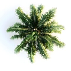 Obraz premium Lush Tropical Palm Tree Foliage with Leaves Against White Background