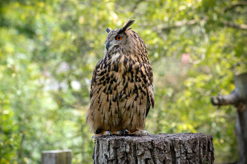 Eagle owl with horns sitting on cut trunk in daylight