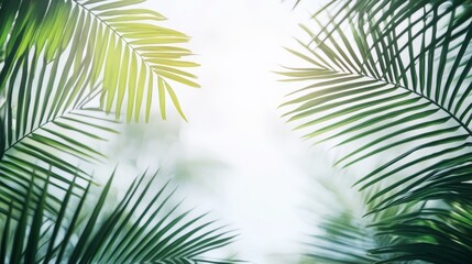 Naklejka premium Sunkissed palm leaves, a tropical tapestry of light and shadow sunlit