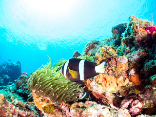 美しいイソギンチャク畑の可愛いクマノミ（クマノミ亜科）のペア他。水面にはスキンダイバーも泳いでいる。

英名、学名：Yellowtail clownfish (Amphiprion clarkii)
静岡県伊豆半島賀茂郡南伊豆町中木ヒリゾ浜-2024年
