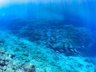 Fototapeta premium ソウダガツオ（サバ科）の群れ マルソウダかヒラソウダ 英名学名：Frigate mackerel, Auxis thazard, Bullet tuna, Auxis rochei rochei, Frigate tuna, Auxis thazard thazard, Silver-Stripe Round Herrings, Spratelloides gracilis, ヒリゾ浜2024
