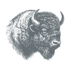 bison vector illustration