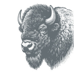 bison vector illustration © CROP MEDIA