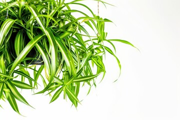 Fototapeta premium Close-up of a Hanging Spider Plant with Green Leaves Isolated On White Background