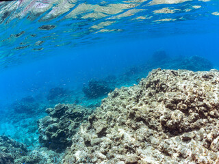 Naklejka premium 美しいキビナゴ（ニシン科）他の大群。 英名、学名：Silver-Stripe Round Herrings (Spratelloides gracilis) 静岡県伊豆半島賀茂郡南伊豆町中木ヒリゾ浜-2024年 