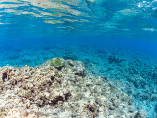 美しいキビナゴ（ニシン科）他の大群。
英名、学名：Silver-Stripe Round Herrings (Spratelloides gracilis)
静岡県伊豆半島賀茂郡南伊豆町中木ヒリゾ浜-2024年
