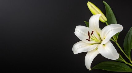 Fototapeta premium A close-up of a white lily flower with a green bud against a dark background.