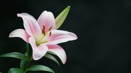 Fototapeta premium A delicate pink lily blooms against a dark background, showcasing its elegant petals and vibrant green leaves.