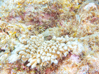 美しいテーブルサンゴと可愛いタテガミカエルウオ（イソギンポ科）の幼魚他。
英名、学名：Chestnut eyelash-blenny (Cirripectes castaneus) 
静岡県伊豆半島賀茂郡南伊豆町中木ヒリゾ浜-2024年
