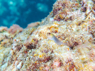 美しいサンゴと可愛いミノカエルウオ（イソギンポ科）の幼魚他。
英名、学名：Barred Blenny (Cirripectes polyzona)
静岡県伊豆半島賀茂郡南伊豆町中木ヒリゾ浜-2024年
