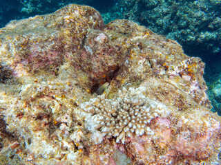 美しいサンゴと可愛いミノカエルウオ（イソギンポ科）の幼魚他。
英名、学名：Barred Blenny (Cirripectes polyzona)
静岡県伊豆半島賀茂郡南伊豆町中木ヒリゾ浜-2024年
