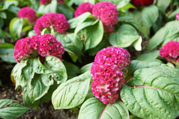 Close-up Celosia Cristata on a lush plant, showcasing the vibrant colors and fresh nature of summer flowers in the garden
