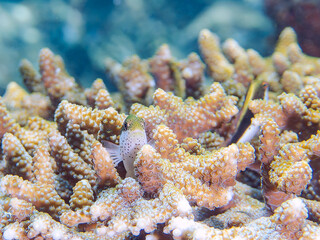 Fototapeta premium 美しいテーブルサンゴとホシゴンベ（ゴンベ科）の幼魚。 英名、学名：Blackside hawkfish (Paracirrhites forsteri) 静岡県伊豆半島賀茂郡南伊豆町中木ヒリゾ浜-2024年 
