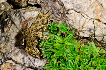 Wechselkröte // European green toad (Bufotes viridis) - Blidinje Natur Park, Bosnien und Herzegowina