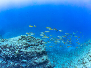 キビナゴの大群を襲う迫力あるカンパチ（アジ科）の群れ。
英名、学名：Greater Amberjack (Seriola dumerili)
Silver-Stripe Round Herrings (Spratelloides gracilis)
静岡県伊豆半島賀茂郡南伊豆町中木ヒリゾ浜-2024年
