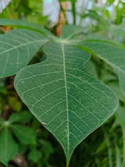 Nature leaves, green tropical forest.
