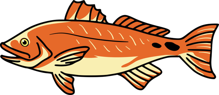 Vector Illustration of Red Drum Saltwater Fish