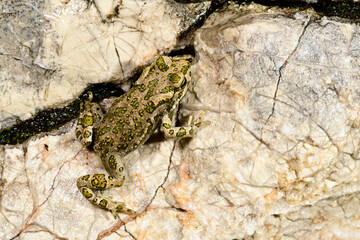 Wechselkröte // European green toad (Bufotes viridis) 