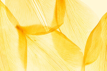 Nature pattern of dry petals, transparent leaves with natural texture as natural background Macro...