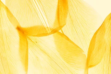 Nature pattern of dry petals, transparent leaves with natural texture as natural background Macro texture, skeleton flower petal. Monochrome yellow color aesthetic beauty of nature