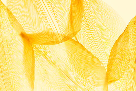 Nature pattern of dry petals, transparent leaves with natural texture as natural background Macro texture, skeleton flower petal. Monochrome yellow color aesthetic beauty of nature