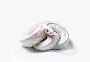Fototapeta premium 白蛇
