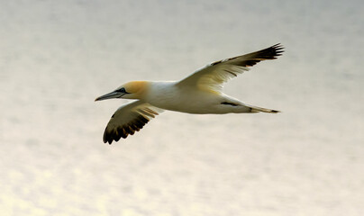 Northern Gannet on breeding rocks of Bempton cliffs, UK