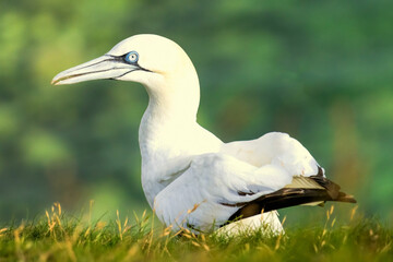 Fototapeta premium Northern Gannet on breeding rocks of Bempton cliffs, UK
